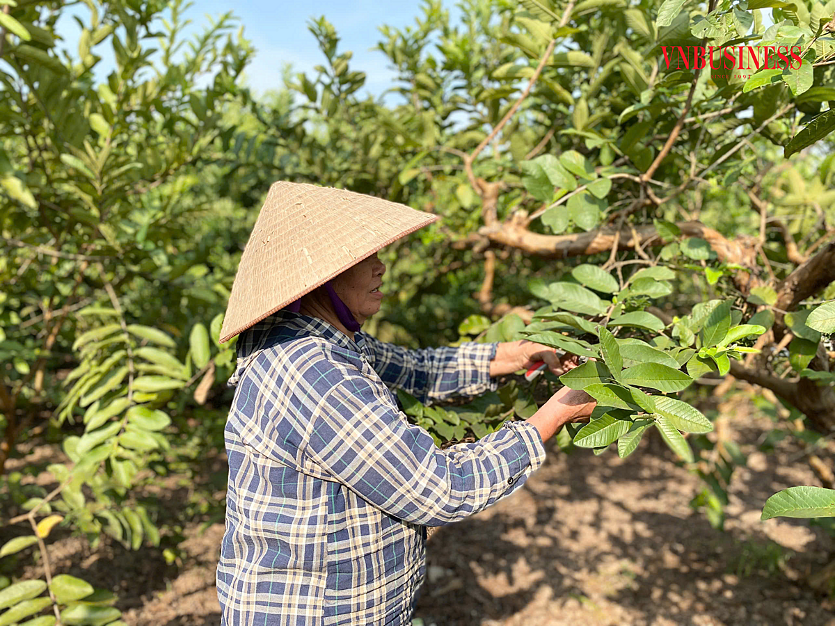 Rau gia vị an toàn và ổi găng Đông Dư tạo được uy tín trong lòng người tiêu dùng Thủ đô từ nhiều năm nay.