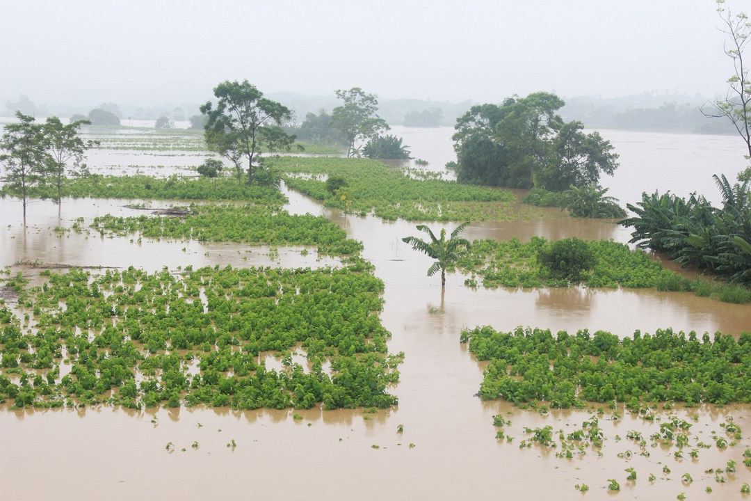 Mưa lũ khiến cho sản xuất nông nghiệp tại các tỉnh phía Bắc bị thiệt hại nặng nề.