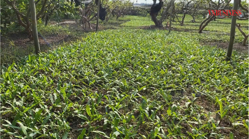 Hiện, HTX Nông nghiệp Đông Dư có 105ha đất canh tác ổi và 10ha rau gia vị.