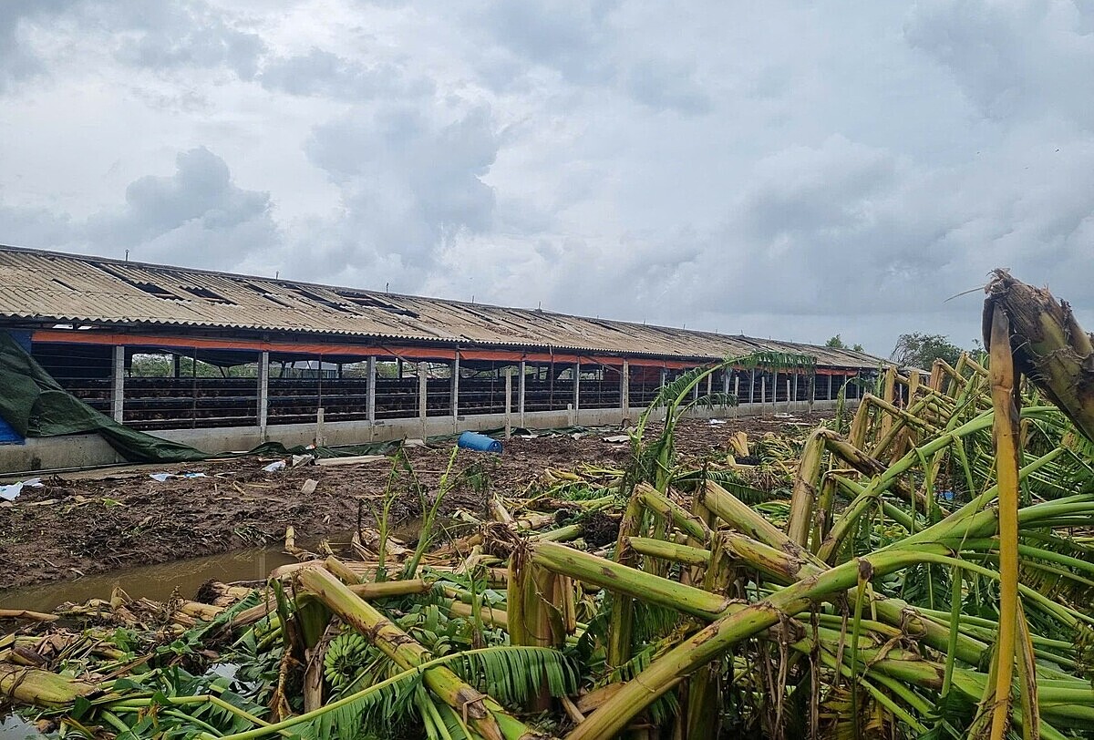 Nhiều HTX bị thiệt hại nghiêm trọng nên cần nguồn vốn lớn để phục hồi sản xuất.