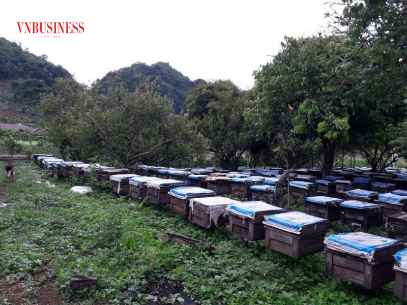 HTX đã áp dụng khoa học kỹ thuật để nâng cao hiệu quả nuôi ong, như xây dựng vùng nuôi ong lấy mật theo tiêu chuẩn VietGAP gắn với truy xuất nguồn gốc và thương hiệu.