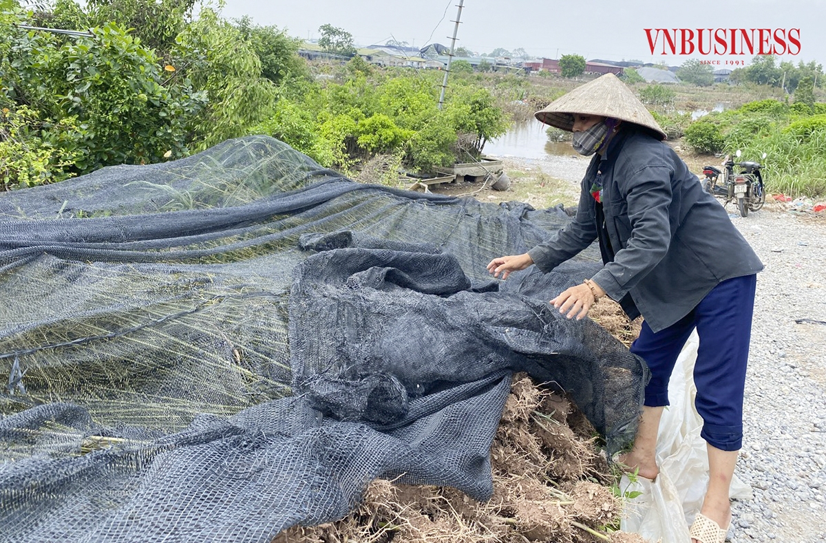 Một số giống cây loại nhỏ đã được bà con chủ động di dời lên cao để giảm thiểu thiệt hại