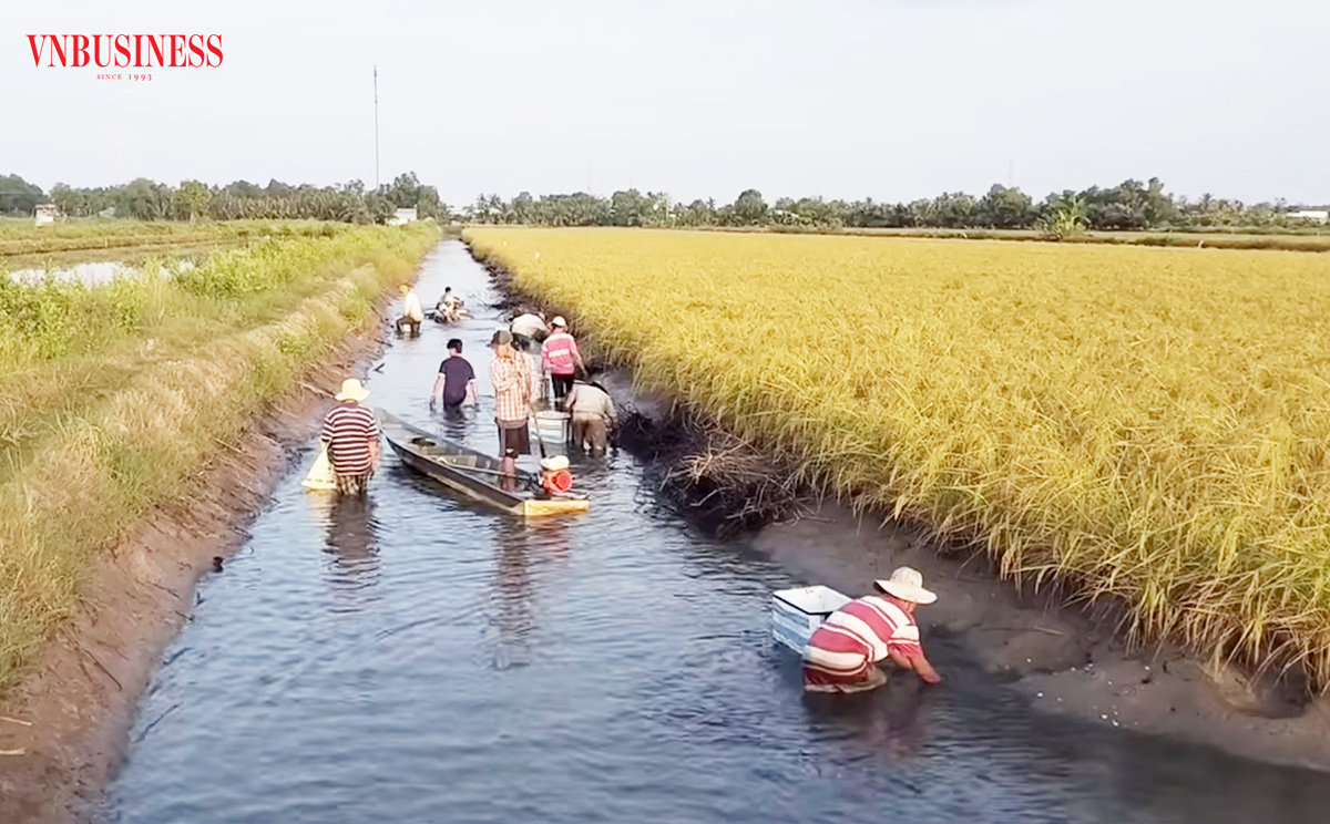 Nuôi tôm sinh thái kết hợp trên ruộng lúa là chủ trương quan trọng của tỉnh Cà Mau.