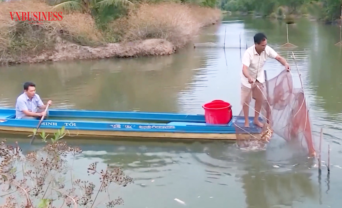 Nuôi tôm, cua sinh thái dưới tán rừng mang lại lợi ích kép về kinh tế, môi trường.