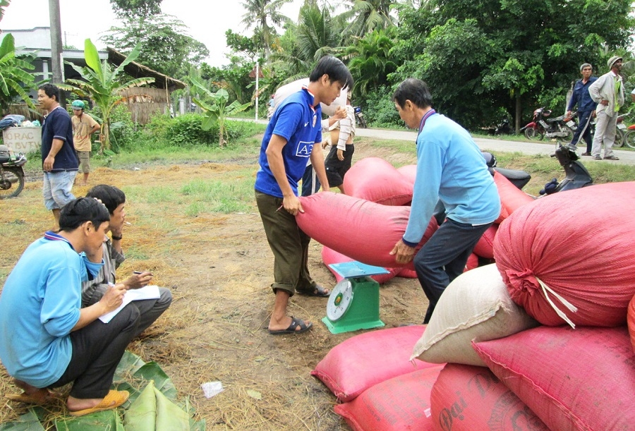 Giới chuyên môn cho rằng, nếu Ấn Độ mở cửa lại thị trường gạo, trước mắt gạo Việt Nam không bị ảnh hưởng nhiều.