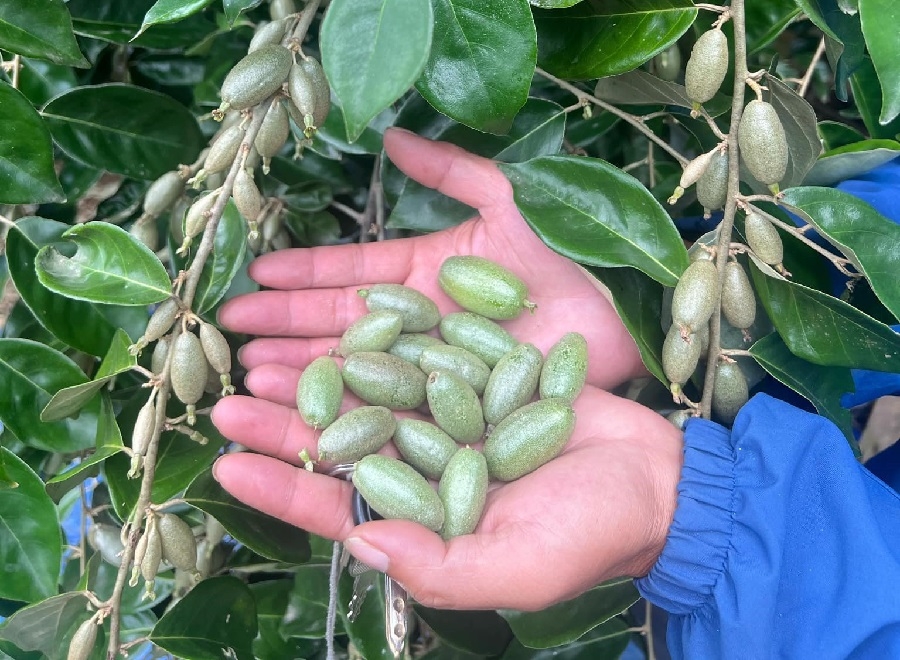 Mấy năm gần đây, những quả nhót xanh bỗng được săn lùng với giá bán rất cao.