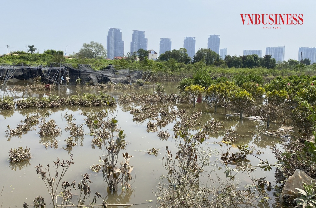 Phần lớn diện tích hoa và cây cảnh của HTX hiện vẫn đang chìm sâu trong biển nước