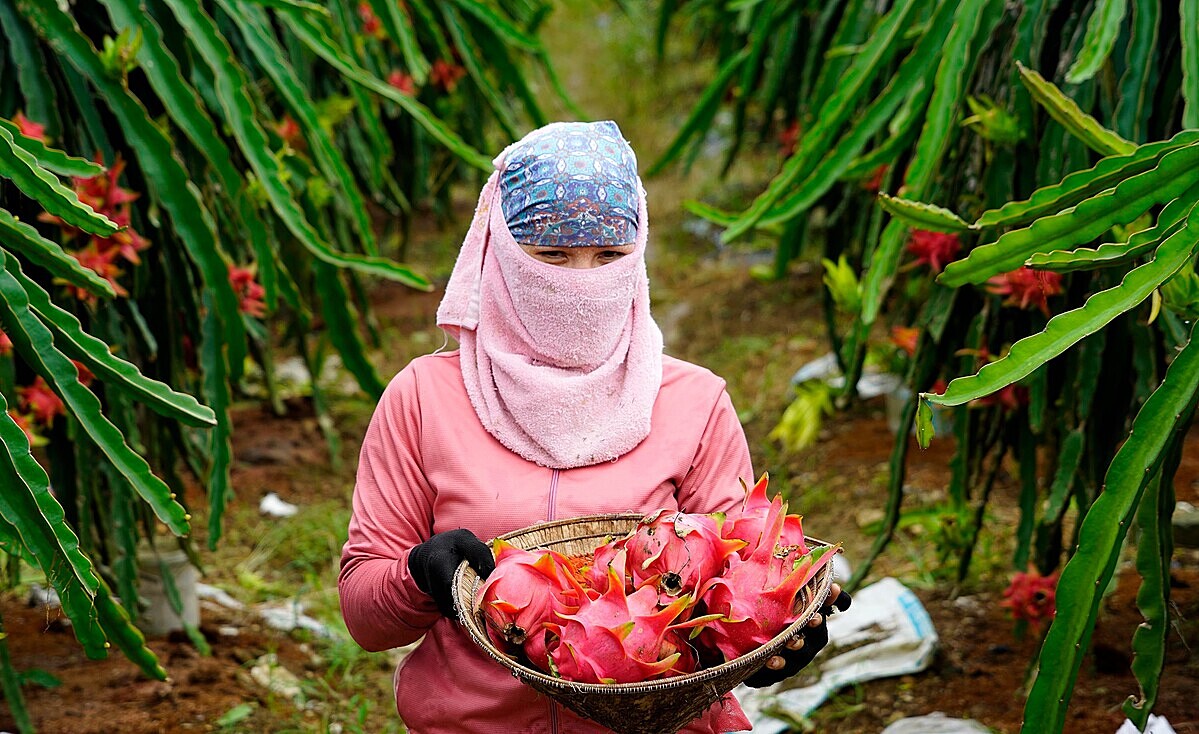 Nhiều loại nông sản của Việt Nam được đánh giá cao về chất lượng, độ ngon nhưng vẫn bán với giá thấp.