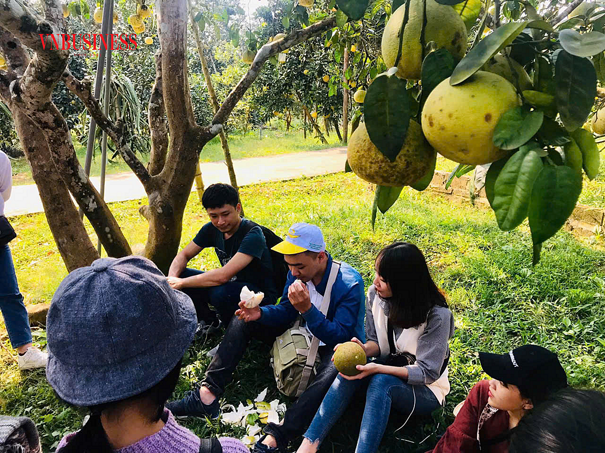 Gần 100 lượt khách đến tham quan vườn bưởi của HTX nông sản sạch Minh Bảo &lpar;Hưng Yên&rpar; trong hai ngày cuối tuần 14-15/9 sau mưa lũ.