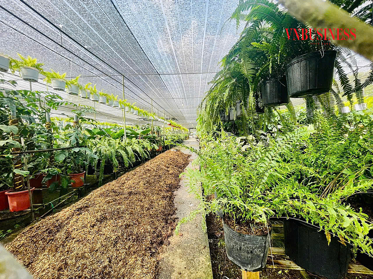 HTX đã đầu tư cơ sở hạ tầng, trồng nhiều giống hoa, cây kiểng quý hiếm, mới lạ để phục vụ cho thị trường.