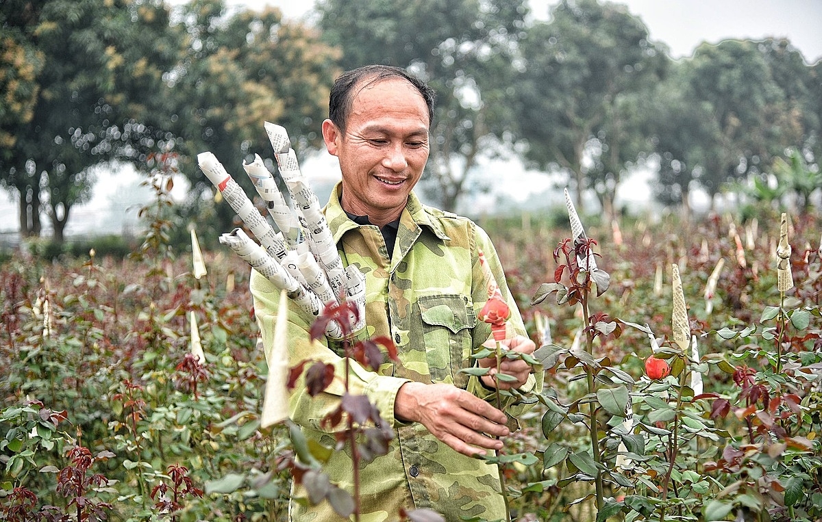 Việc thụ hưởng chính sách hỗ trợ của Nhà nước về phát triển HTX chính thức được áp dụng từ 01/11/2024.