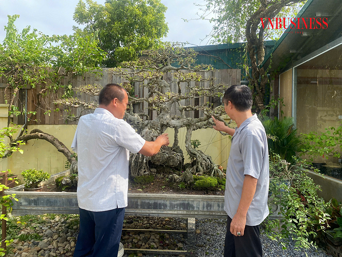 Ngoài những sản phẩm cây cảnh đơn giản, HTX còn đầu tư mạnh vào các loại cây cảnh phong thủy.