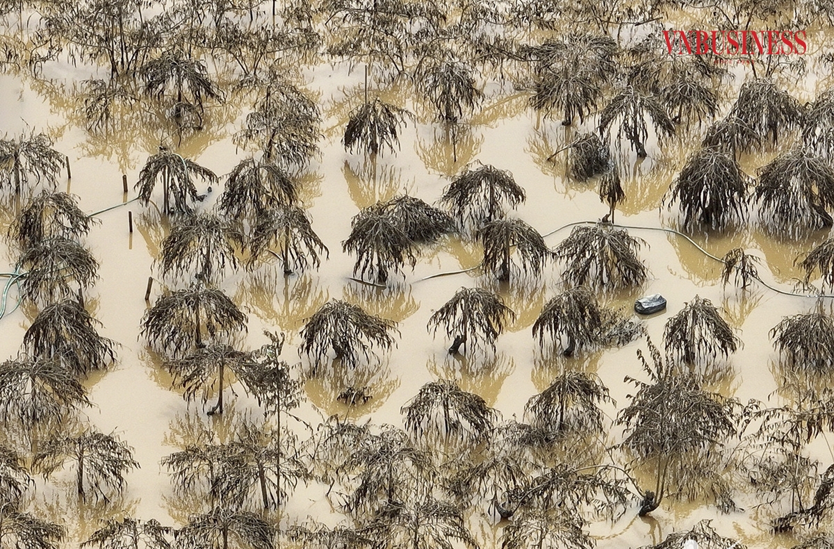 Cùng với nhiều địa phương khác, do ảnh hưởng của bão số 3, mực nước sông Hồng dâng cao đã khiến phần lớn diện tích trồng đào Nhật Tân và quất Tứ Liên &lpar;Tây Hồ&rpar; bị nhấn chìm trong nước.