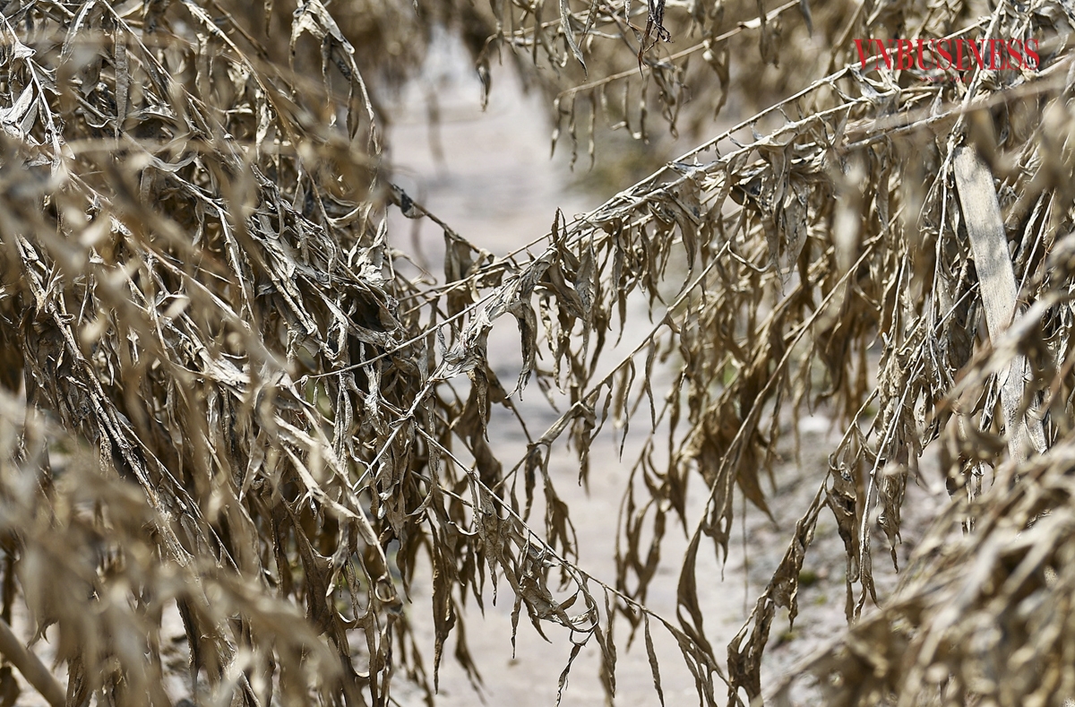 Ước tính phải mất khoảng 4 năm để người dân trồng đào Nhật Tân, quất Tứ Liên mới có thể ươm lại giống, tạo ra đào cành, đào thế, quất chum thay thế những cây đã chết.