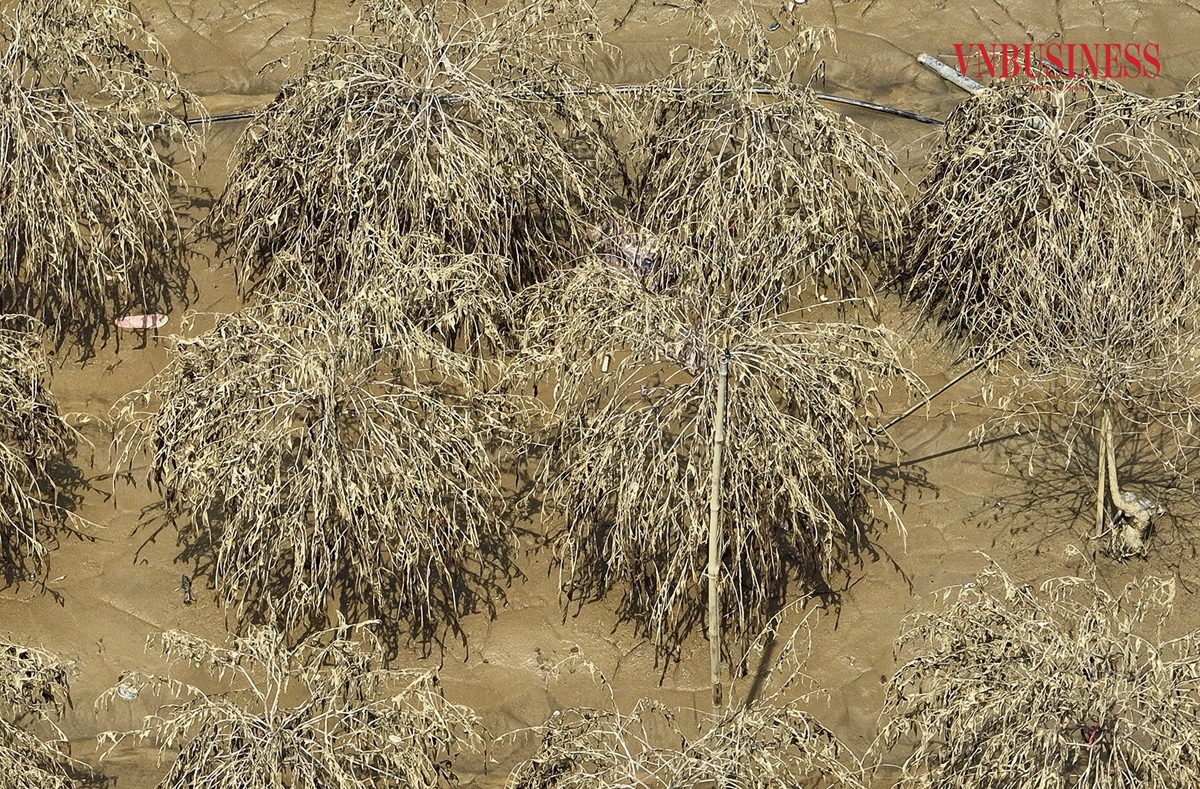 Theo báo cáo của UBND phường Nhật Tân, mực nước dâng cao trên sông Hồng khiến toàn địa bàn có khoảng 25,5ha diện tích đất bãi bị ngập, trong đó có 12 ha khu vực bãi đá Sông Hồng; 8,5 ha khu vực đấu giá cho thuê quyền sử dụng đất mục đích sản xuất nông nghiệp; 5 ha đất nông nghiệp của các hộ dân; đặc biệt có khoảng 20.000 cây hoa đào bị ngập nước. Phạm Hòa