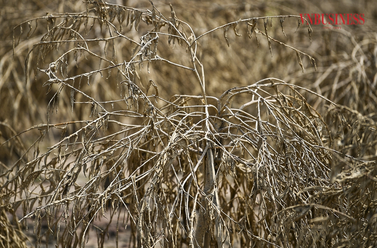 Theo ghi nhận của VnBusiness sáng ngày 17/9 nước lũ rút, phần lớn cánh đồng đào, quất nơi đây đang lâm vào tình cảnh héo lá, chết dần chết mòn vì bị ngâm nhiều ngày trong nước.