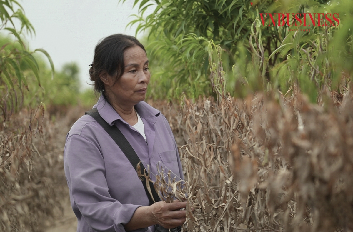 Gạt đi những giọt nước mắt, bà Công Thị Chinh, phường Nhật Tân, quận Tây Hồ &lpar;Hà Nội&rpar; cho biết. “Phải mất 4-5 năm kỳ công chăm sóc mới có được những gốc đào như thế này, bao nhiêu công sức tiền của đổ vào, giờ thối gốc hết, chẳng biết phải làm như thế nào nữa”.