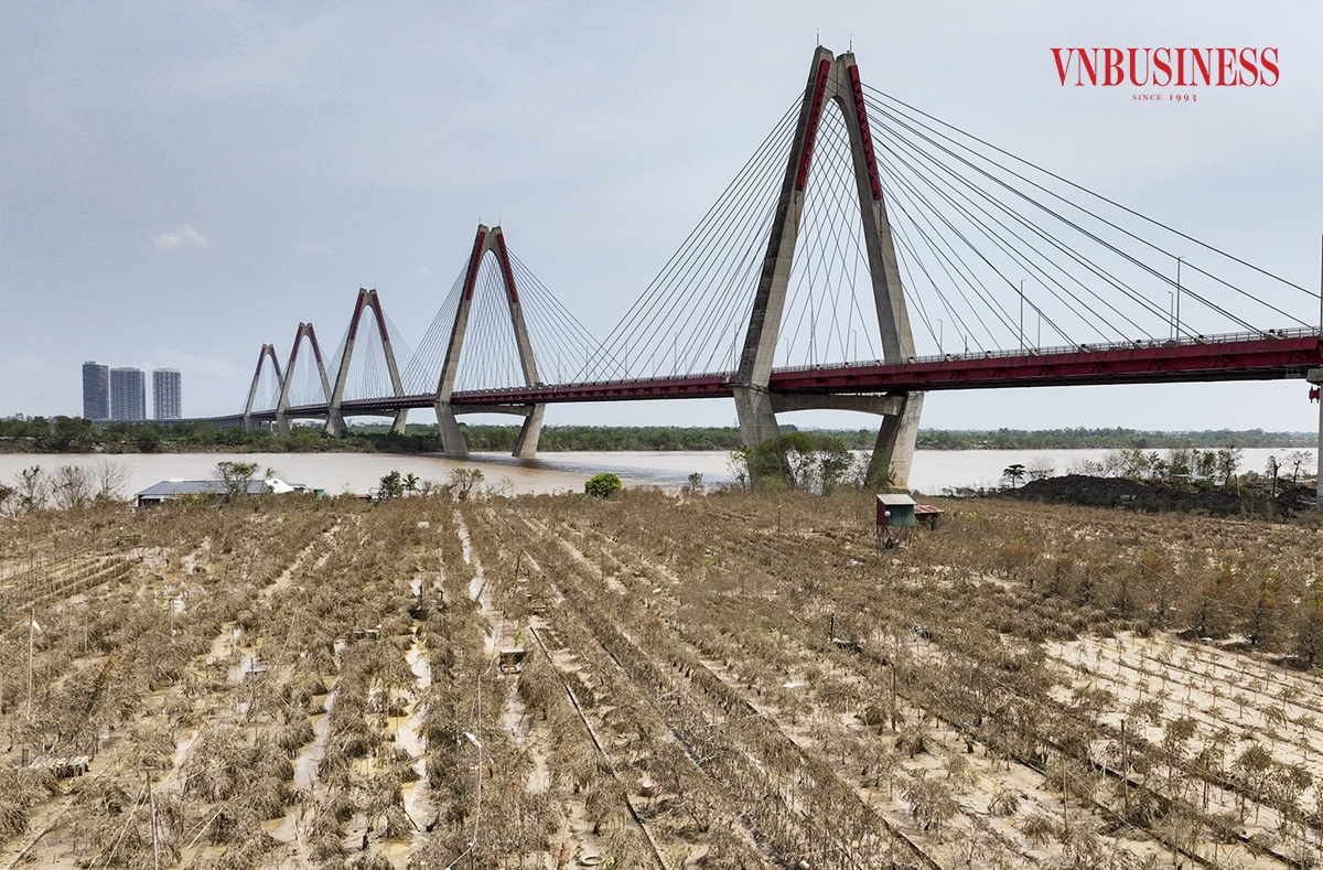 Theo quan sát, phần lớn cây đào của bà con khu vực xung quanh chân cầu Nhật Tân đều chết vì nước lũ.