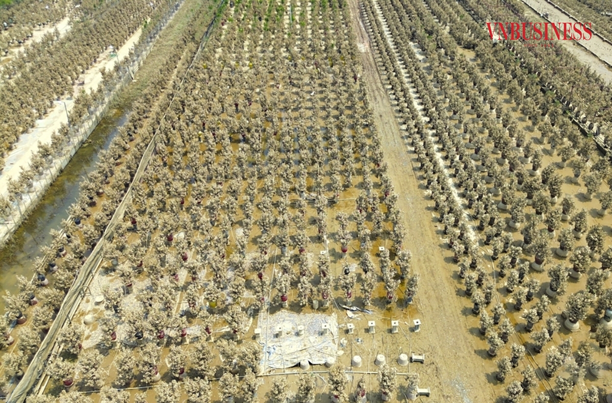 Chỉ còn khoảng 3 tháng nữa là vào cao điểm phục vụ Tết, nhiều người tính đến việc tìm kiếm một số chủng loại cây ngắn ngày để thay thế tạm thời nhằm kiếm thêm thu nhập vào dịp Tết.