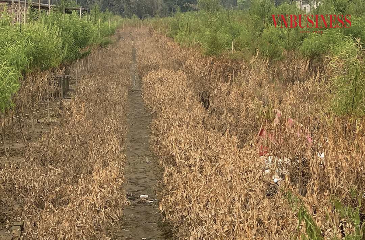 Một số cây đào còn xanh ở phần ngọn, người dân sẽ áp dụng một số phương pháp kỹ thuật nhằm hy vọng có thể cứu vãn, tuy nhiên đây là việc rất khó, bởi gốc đào đã úng nước, nắng lên có thể sẽ bị chết ngay.