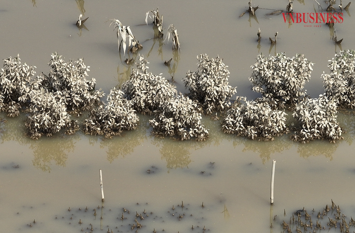 Việc dọn quất chết đòi hỏi mất nhiều thời gian và công sức, vì phần lớn quất được trồng trong chum hoặc chậu, rễ đã bám chắc, do đó công việc này gặp nhiều khó khăn hơn.