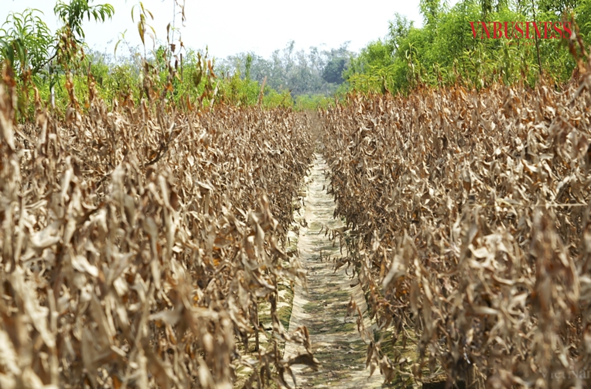 Tính đến sáng 16/9, nước sông Hồng tại khu vực Hà Nội đã giảm sâu so với trước đó. Bà con nông dân cho biết, nếu như đào bị ngâm khoảng 1-2 ngày may ra có thể cứu vãn được, nhưng do bị ngập sâu tới 4 ngày nên chỉ có thể vứt đi, kể cả gốc đào cũng không còn tác dụng.