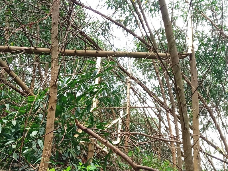 Hàng nghìn ha rừng trồng bị gãy đổ sau bão số 3.