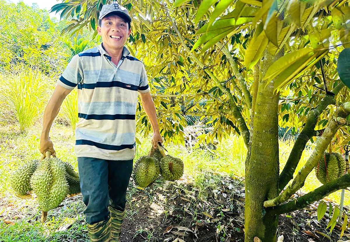 Sầu riêng đang cho thấy tiềm năng nhân rộng ở Quảng Ngãi &lpar;Ảnh: BQN&rpar;.