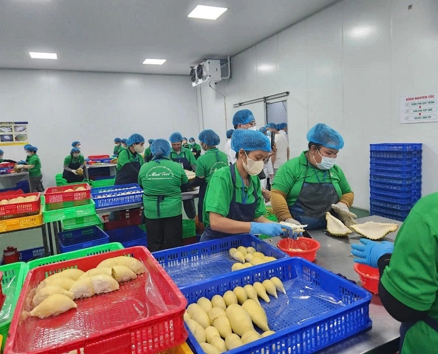 Các doanh nghiệp đang chuẩn bị xuất khẩu sầu riêng đông lạnh sang Trung Quốc vẫn còn đối diện hàng loạt khó khăn.