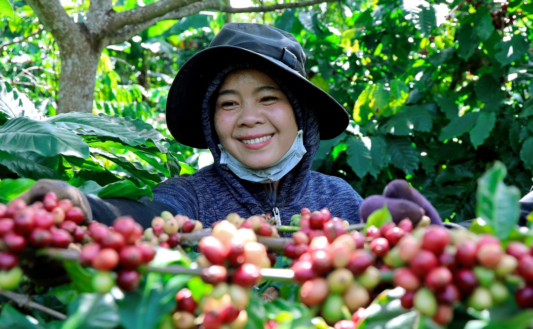 Giá cà phê tăng 200 đồng/kg tại các vùng trồng.
