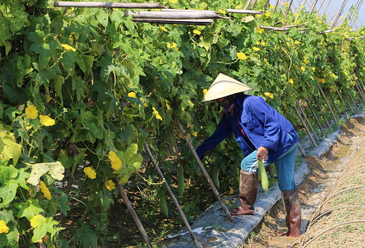 Ứng dụng khoa học kỹ thuật vào sản xuất là chìa khóa giúp nông dân Đô Lương nâng cao thu nhập.