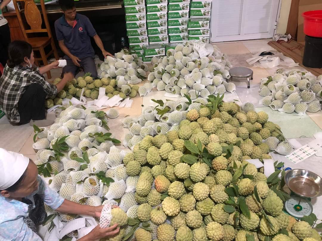 Na bở Liên Khê vươn ra các tỉnh.