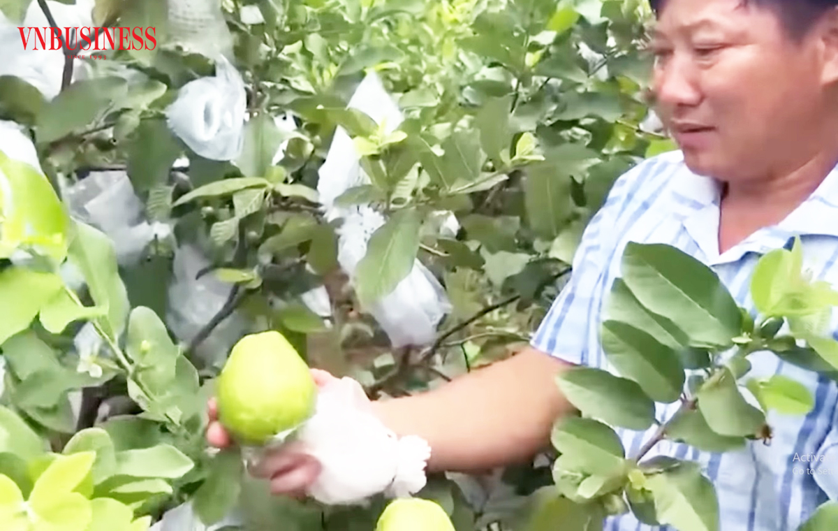 Ổi lê đang cho thấy tiềm năng nhân rộng, giá trị kinh tế cao ở Hà Trung.