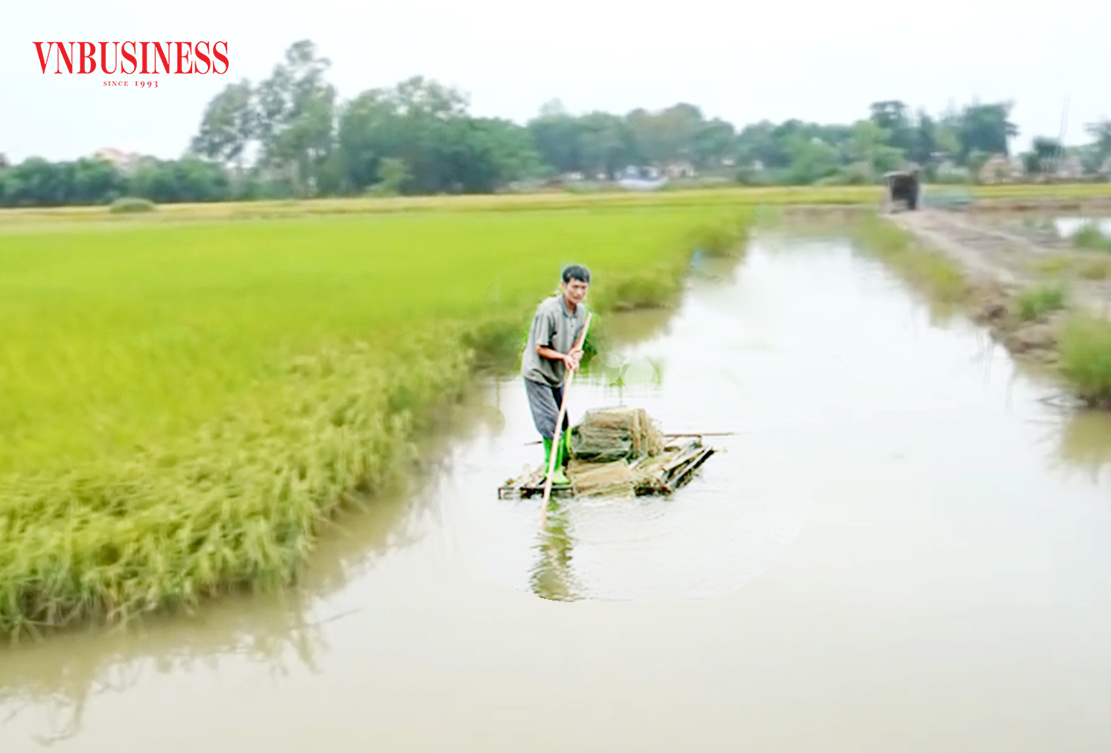 Mô hình cá - lúa đang trở thành một trong những mô hình kinh tế trọng điểm.