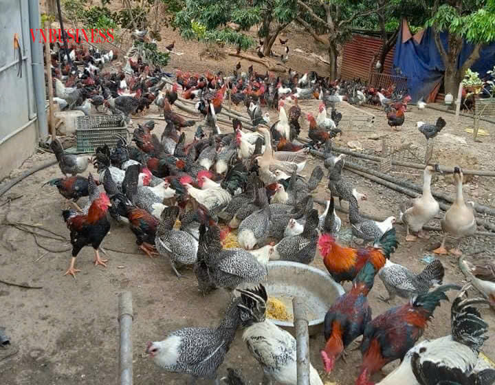 Ngoài trồng cây ăn quả, rau màu, HTX còn chăn nuôi các loại gia súc, gia cầm có giá trị kinh tế cao như: gà đen, gà ngu,...