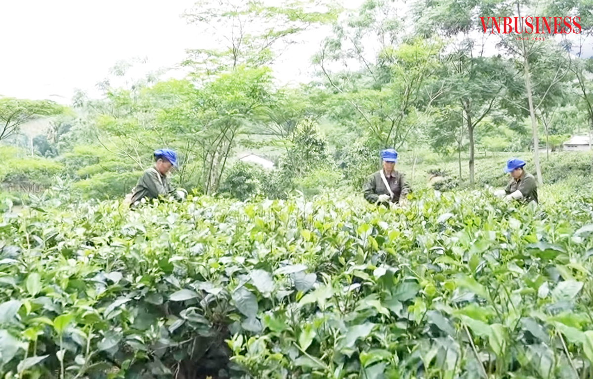 Sự chủ động trong liên kết sản xuất là chìa khóa giúp nông dân nâng cao nội lực, tăng hiệu quả canh tác.