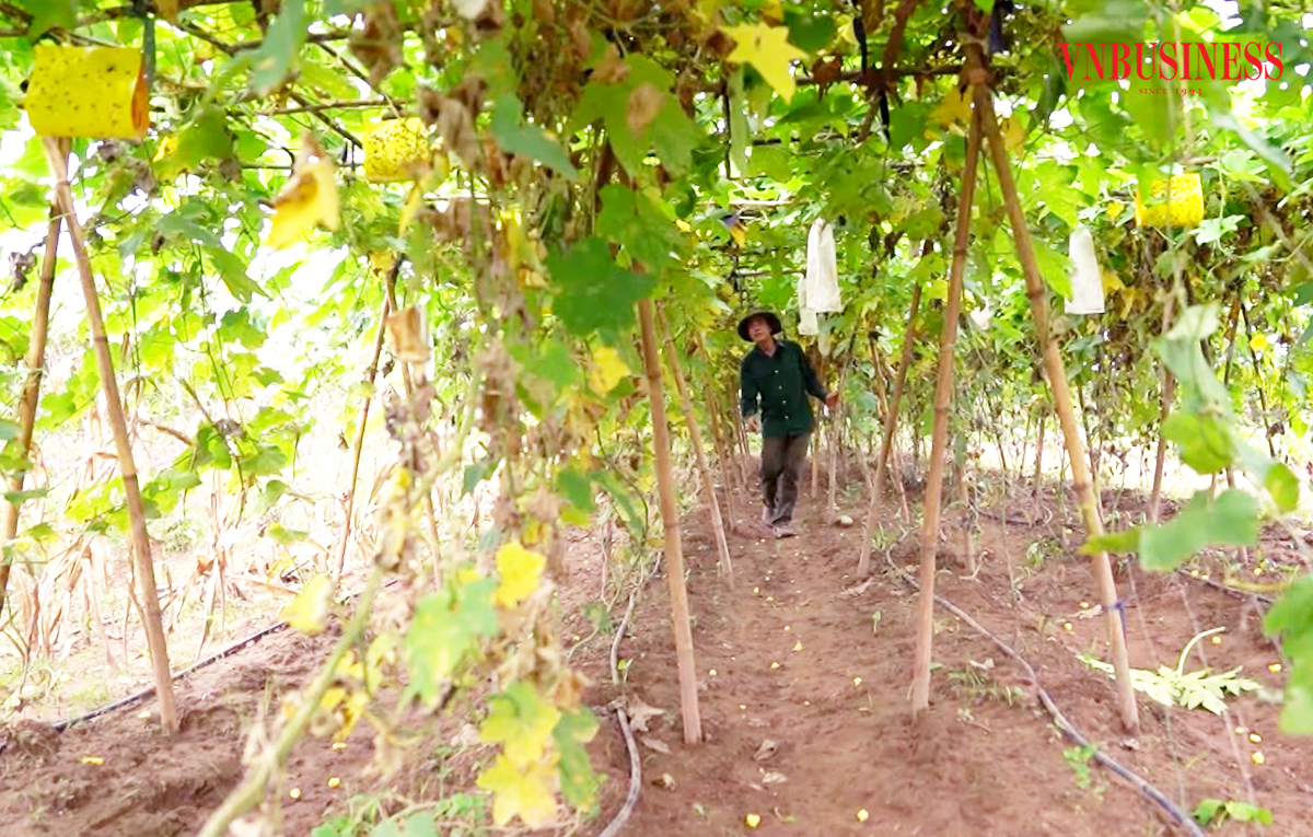 Sự thay đổi trong tư duy đang giúp nông dân Thanh Ba nâng cao giá trị sản xuất.