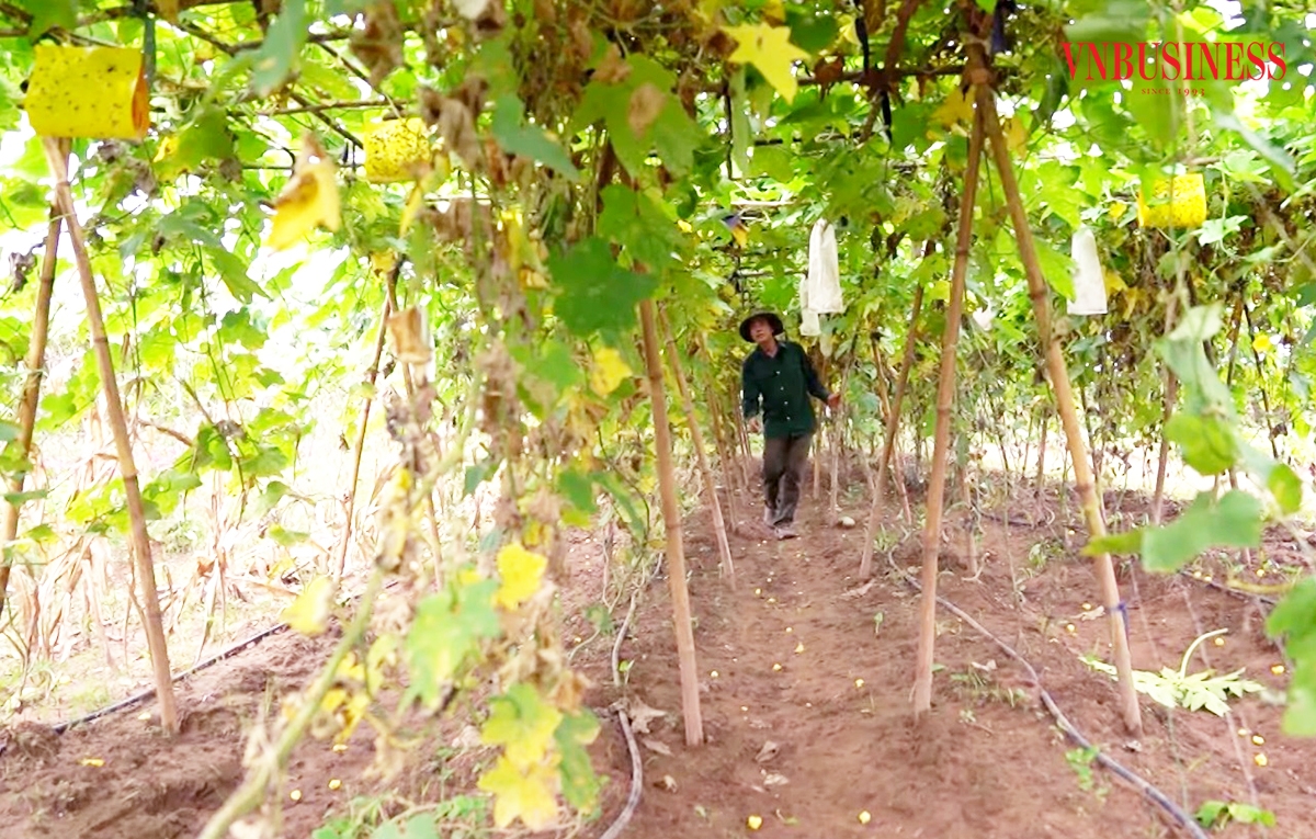 Sự thay đổi trong tư duy đang giúp nông dân Thanh Ba nâng cao giá trị sản xuất.