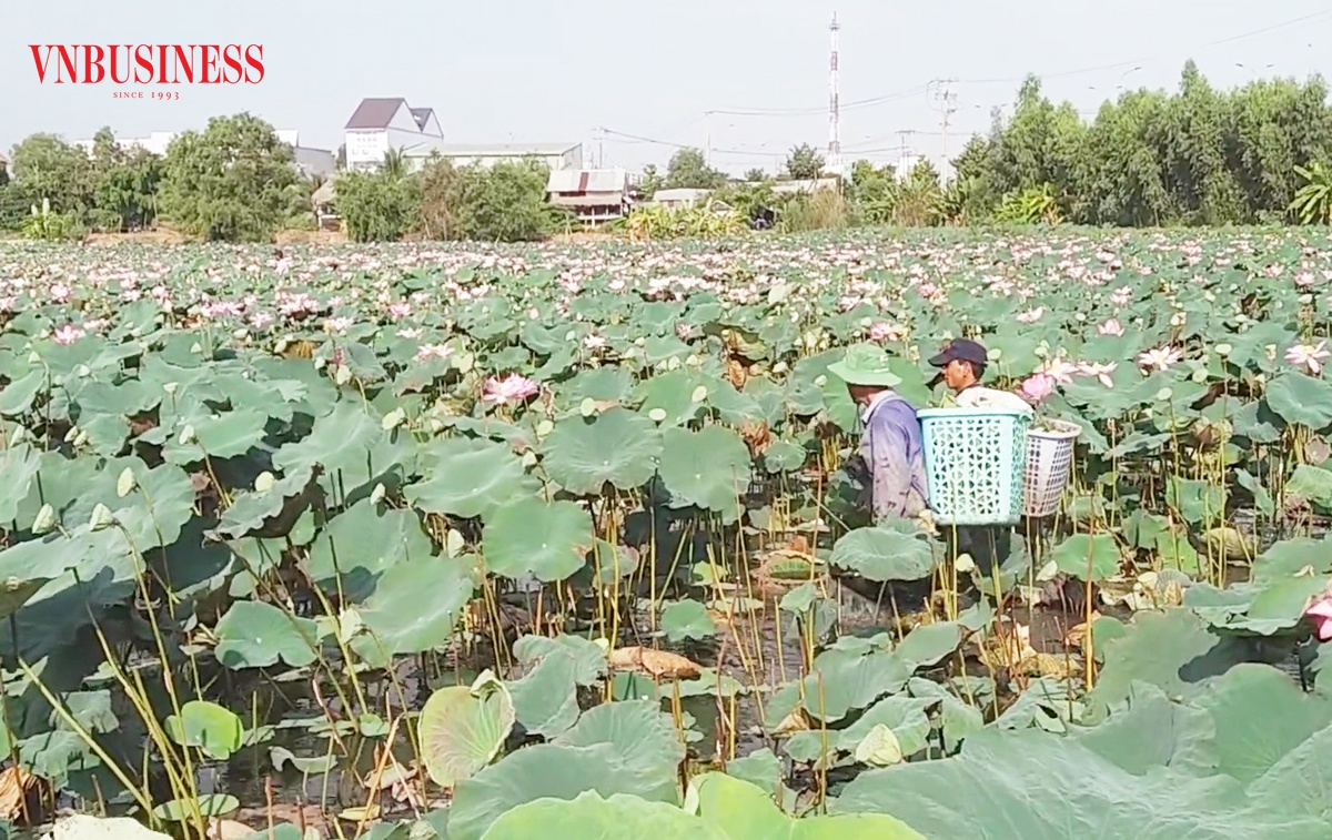 Bắt tay liên kết giúp nông dân, HTX nâng cao nội lực, gia tăng thu nhập.