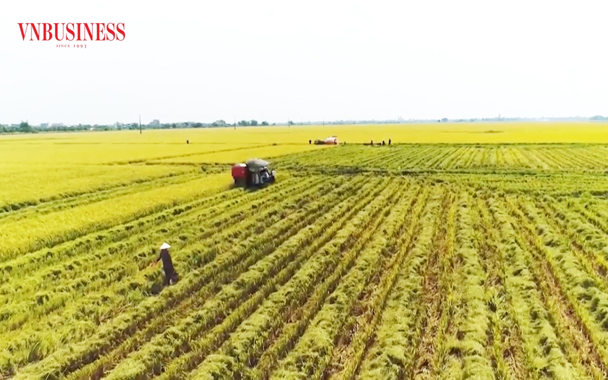 Sản xuất hữu cơ là điểm tựa giúp nhiều nông dân Đồng Tháp thoát nghèo, làm giàu.