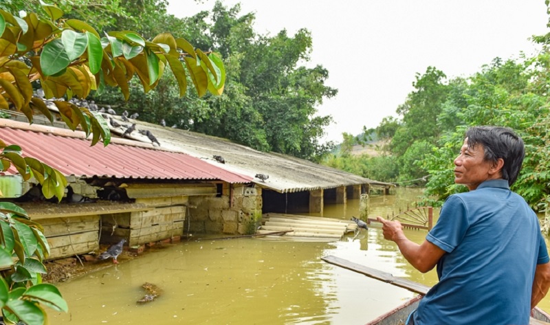 Chuồng trại ngập nước không chỉ gây ảnh hưởng về nguồn cung ứng mà còn tiềm ẩn dịch bệnh lây lan.