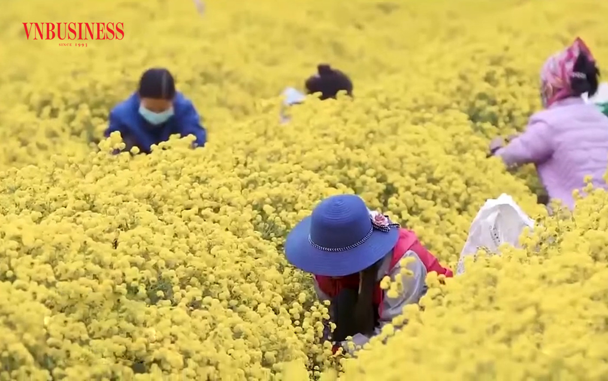 Thành công từ cây dược liệu ở Nghĩa Trai đã truyền cảm hứng cho nhiều vùng đất khác ở Hưng Yên.