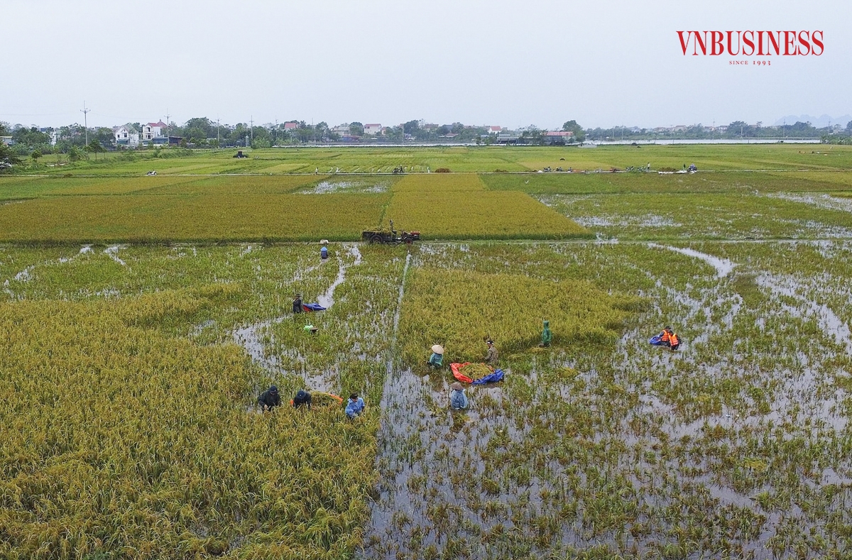 Ghi nhận tại xã Mỹ Lương, đây là một trong những địa bàn chịu ảnh hưởng nặng nề nhất, với 203 ha diện tích trồng lúa, thì có tới 80% diện tích đã đang ngập sâu trong nước.