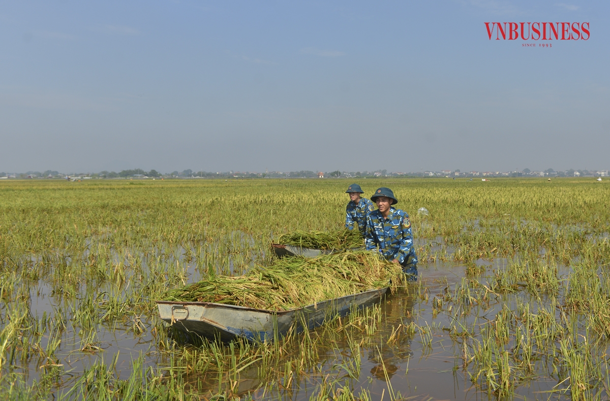 Nước ngập sâu và bùn lầy lội, khiến việc thu hoạch lúa gặp rất nhiều khó khăn, phải sử dụng thuyền tôn để vận chuyển vào bờ.