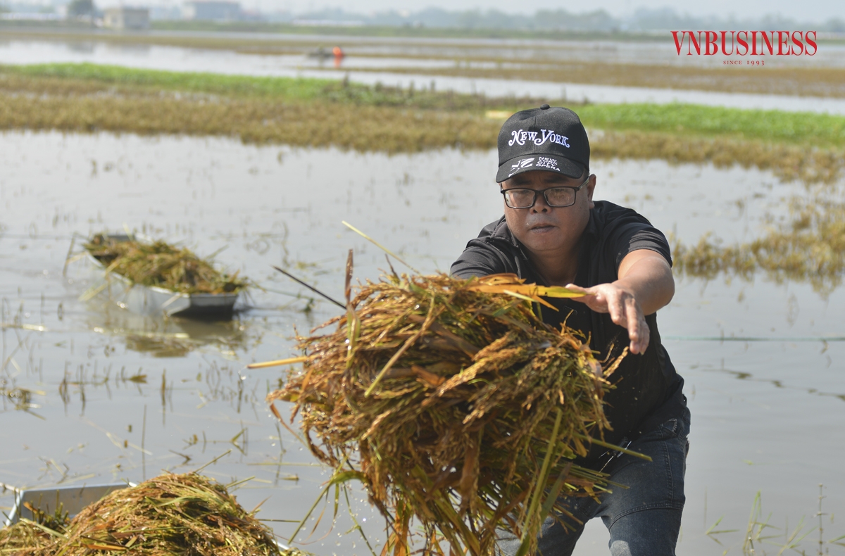 3 Ông Bùi Tiến Hùng &lpar;xã Mỹ Lương, Chương Mỹ, Hà Nội&rpar; cho biết, nhà ông có gần 1 mẫu ruộng thì có đến hơn 8 sào bị ngập nước. Nước ngập trắng đồng khiến nhà tôi phải gặt lúa non để vớt vát được chút nào hay chút đó, nước rút dần nên phải thu hoạch, nếu để thêm sẽ mất trắng, ông Tiến chia sẻ.