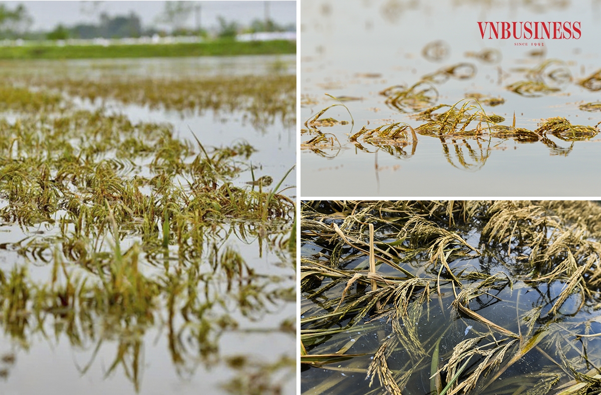 Hiện tại, nước sông Bùi vẫn đang ở mức cao, đe dọa nhiều khu vực khác của huyện Chương Mỹ. Người dân tại đây cho biết, kể từ năm 1971 đến nay, đây là lần thứ hai chứng kiến lũ lớn. Lúa gần đến kỳ thu hoạch, nhưng nhiều hộ dân đã không thể cứu vãn, chấp nhận mất trắng.