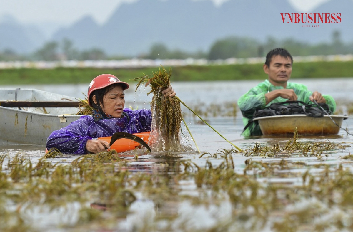 Tại những vị trí ngập sâu, người dân phải dùng thuyền tôn, áo phao để đảm bảo an toàn trong quá trình cắt và vận chuyển lúa.