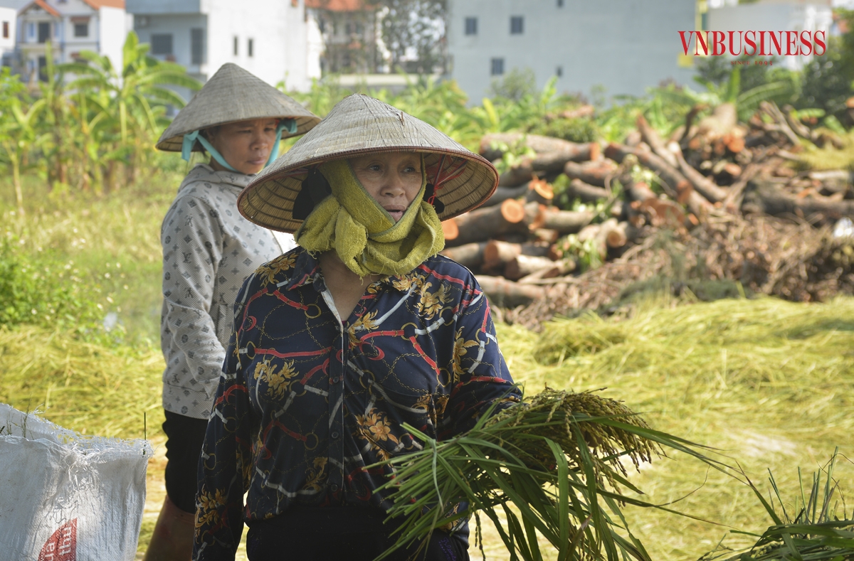 Chia sẻ với Pv VnBusiness bà Vi Thị Nguyệt &lpar;Thôn Khôn Duy, xã Mỹ Lương&rpar; cho biết: “Nhà tôi cấy hơn 4 sào, nhưng sản lượng chắc chỉ còn khoảng 20%. Dù biết rằng gặt lúa non thì sản lượng sẽ thấp, nhưng nếu không gặt thì hạt thóc sẽ nảy mầm hết”.