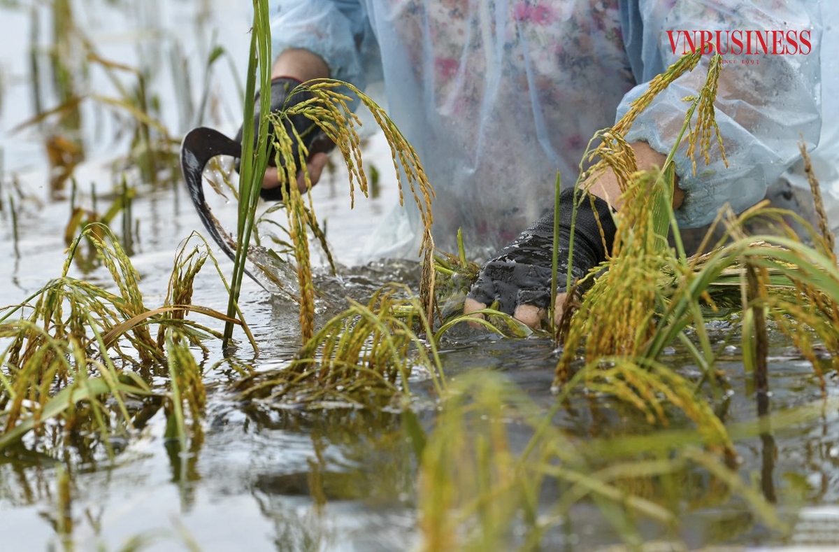 Lúa bị ngâm trong nước nhiều ngày nay rồ, sau khi thu hoạch có khi cũng chỉ có thể làm thức ăn cho vật nuôi. Bà Nguyệt cho biết thêm.