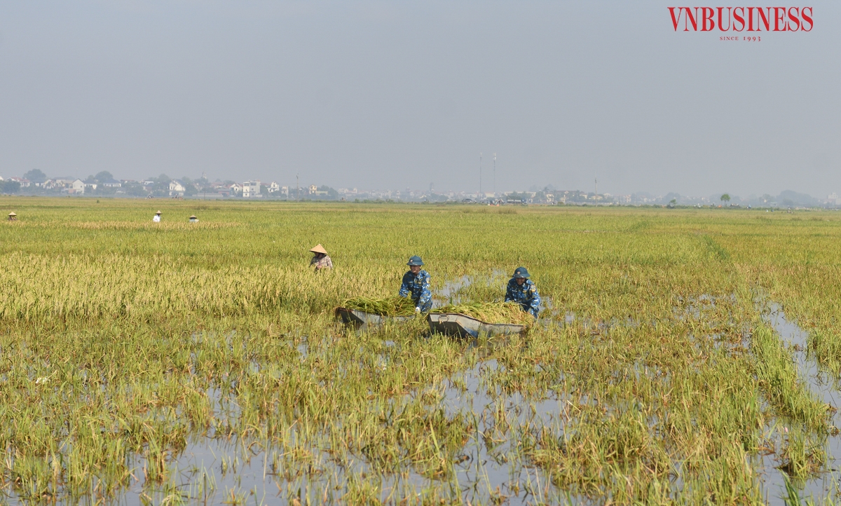 Để giảm thiểu thiệt hại cho bà con, Sư đoàn 361, Quân chủng Phòng không - Không quân đã cử 50 cán bộ, chiến sĩ phối hợp với chính quyền và nhân dân địa phương gặt lúa giúp bà con.